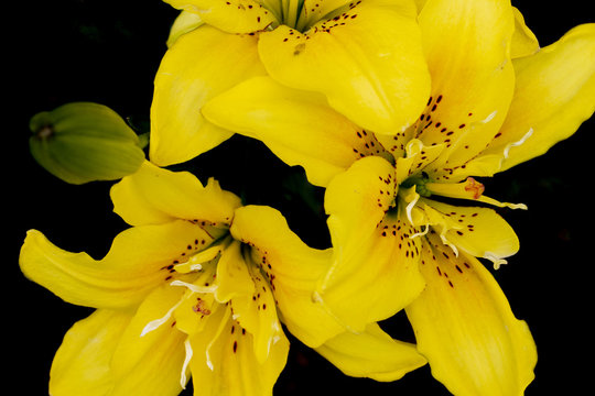 Yellow lily on a black background