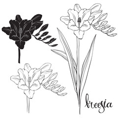 Seamless pattern with hand drawn freesia flowers. Vector illustration. Black and gray floral silhouettes on white background. - obrazy, fototapety, plakaty