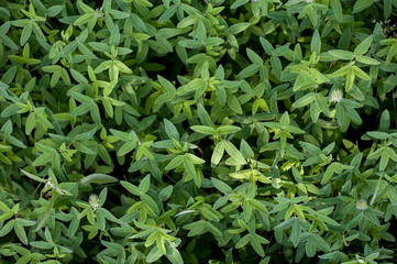 Carpet of leaves in the forest