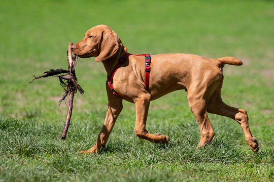 Cucciolo di Bracco marrone dorato libero nel parco  con in bocca  il riportello recuperato