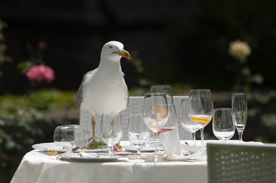 Gabbiano reale ad un banchetto aspettando il pasto