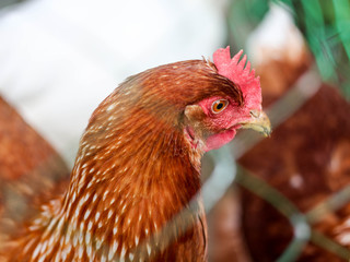 Chicken