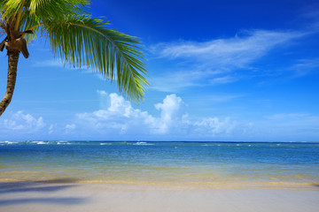 Fototapeta premium Palm tree on white tropical beach. Travel background.
