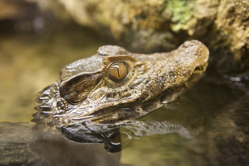 Alligator or caiman head above clear calm waters