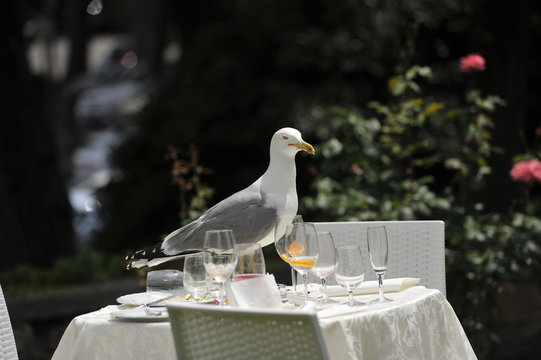 Gabbiano reale ad un banchetto aspettando il pasto