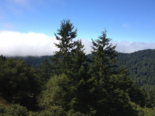 Green trees in mountain setting