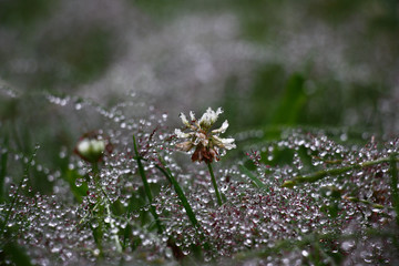 Flower of a white clover./Single flower of a white clover among a lawn grass. Everything is decorated with garlands from rain drops of water.