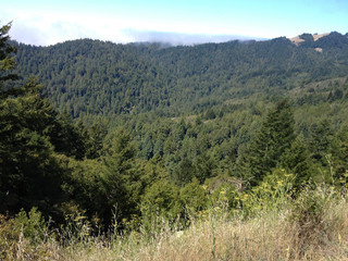 Green trees in mountain setting