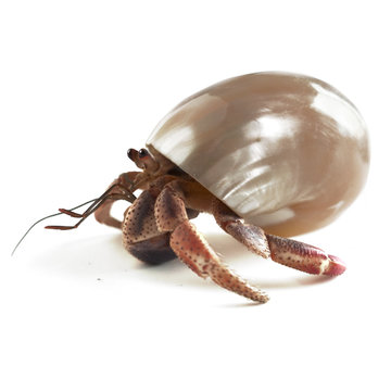 Hermit crab waling crawing on white background, with adopted shell. shinny glossy shell