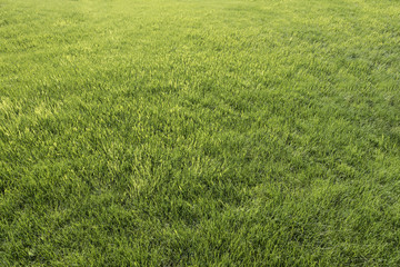 Obraz na płótnie Canvas park lush meadow grass field in perspective 