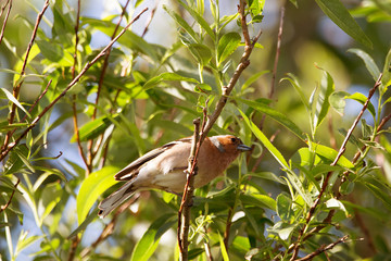 Buchfink auf Ast im Naturschutzgebiet Wester Spätinge