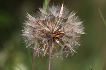 Fruchstand vom Wiesenbocksbart, Makro