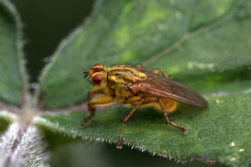 Gelbe Dungfliege auf einen Blatt, Makro