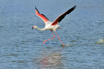 Flamingo running on water (Phoenicopterus ruber) before flying off, in the Camargue is a natural region located south of Arles in France