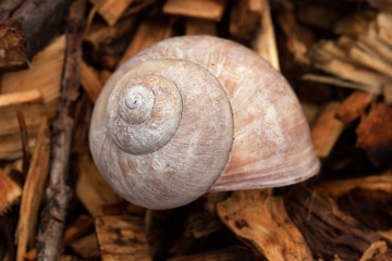 Leeres Schneckenhaus liegt aus Holzschnipsel