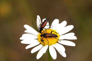 Roter Halsbock auf einer Blüte,Makro