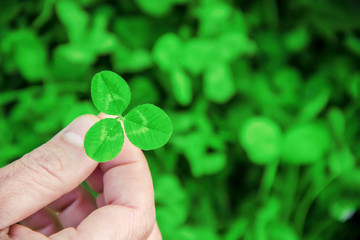 Clover leaf. Happy St. Patrick's Day. 