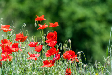 Many beautiful red flowers, poppies on a beautiful green background