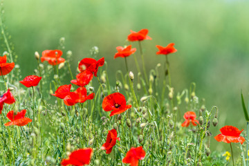 Many beautiful red flowers, poppies on a beautiful green background