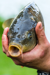 Fisherman holding nice living fish in hands, common carp