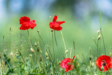 Many beautiful red flowers, poppies on a beautiful green background