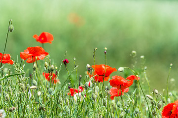 Many beautiful red flowers, poppies on a beautiful green background