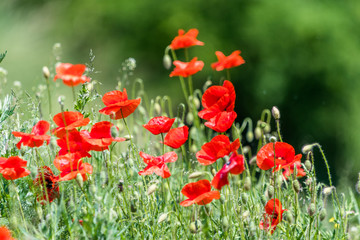 Obraz premium Many beautiful red flowers, poppies on a beautiful green background