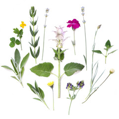 Fototapeta na wymiar Medicinal spicy aromatic herbs. Herbal tea. Flat lay, top view. Composition of plants and flowers on a white background. 