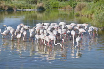 Group of flamingos (Phoenicopterus ruber) in water, in the Camargue is a natural region located south of Arles, France, between the Mediterranean Sea and the two arms of the Rhône delta