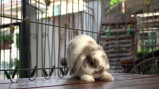 Rabbit sitting scratching body on wooden table.
