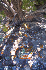 Light and shadow play on lichen covered stone under a juniper tree in Bisti/De Na Zin wilderness badland in Northern NM.