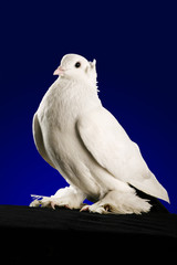 Dove studio shooting on a dark blue background.