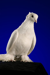 Dove studio shooting on a dark blue background.