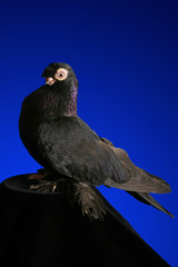 Dove studio shooting on a dark blue background.