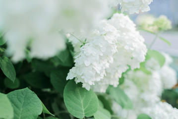 White flowers of hydrangea, blooming bush