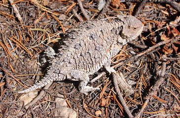 Horned toad lizard guards his territoiry in the Bisti/De na zin desert wilderness In Northern NM.