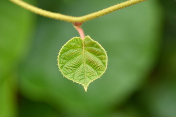 Kiwi fruit leaves