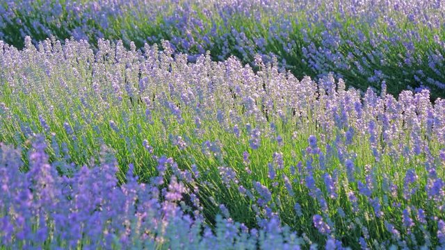Beautiful Blooming Lavender Flowers. Lavender Season in rural countryside Provence. Personal perspective of view of walking on a field with lavender plants at sunrise. Steady cam shot. 