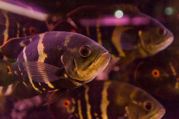 Predatory fish close-up of the species Astronotus Okellatus, inhabitant of the southern tributaries...