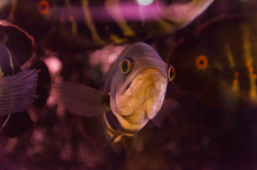 Predatory fish close-up of the species Astronotus Okellatus, inhabitant of the southern tributaries of the Amazon