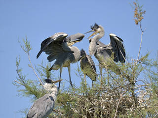 Grey herons (Ardea cinerea) in nest in the Camargue is a natural region located south of Arles, France, between the Mediterranean Sea and the two arms of the Rhône delta