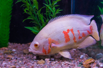 Predatory fish close-up of the species Astronotus Okellatus, inhabitant of the southern tributaries...