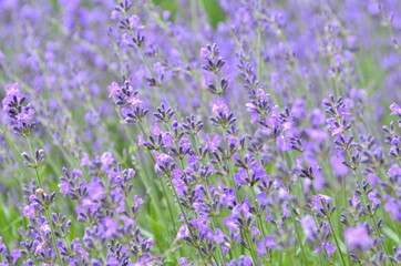 Fioletowa lawenda w ogrodzie © lipkali