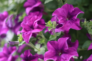 Fototapeta premium Colorful petunia flowers close up
