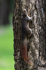 Red squirrel in Thailand playing around and looking for food on the tree living in a nature
