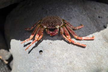 red white spoted rock crab on rock