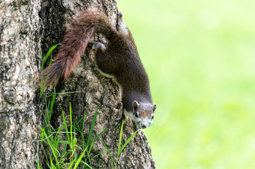 Red squirrel in Thailand playing around and looking for food on the tree living in a nature
