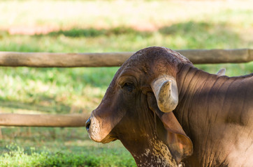 Closeup photo of brown champion bull