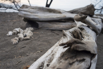 camp olowalu maui olowalu hekili point weathered tree limb on black seaside sandy beach