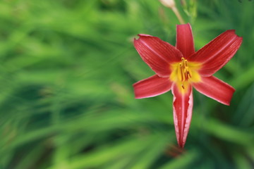 Colorful red daylily flower with yellow in star shape